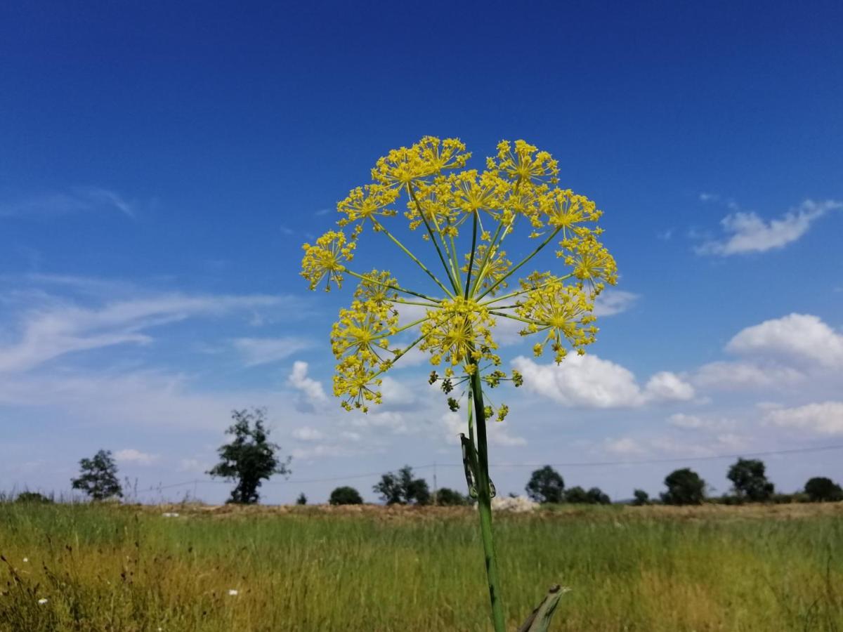 Hotel Rural Lajafriz Fornillos de Aliste ภายนอก รูปภาพ